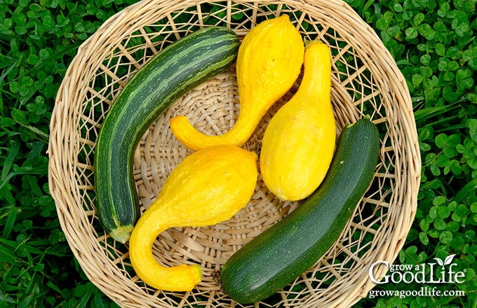 Zucchini and Crookneck squash in a basket.