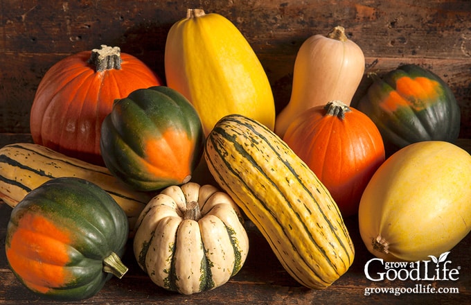 A variety of winter squash on a table including pumpkins, spaghetti, butternut, acorn, delicata, and carnival squash.