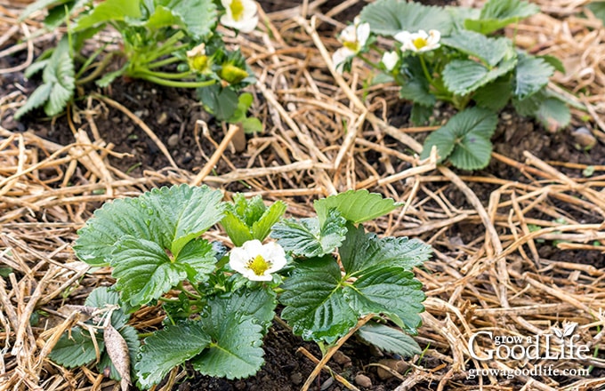 Strawberry plants mulched with straw.