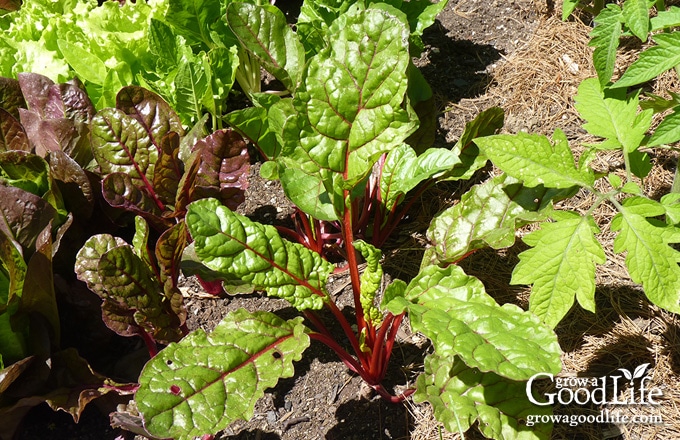 ruby red swiss chard plant in the garden