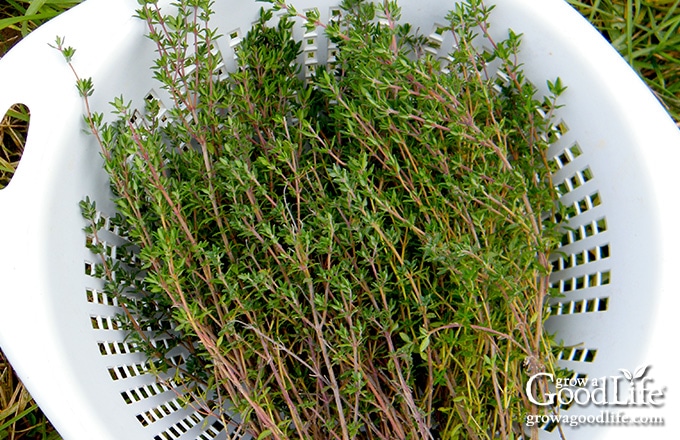 springs of harvested thyme in a white bowl