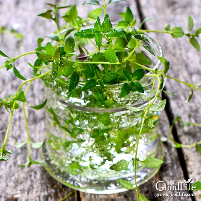 thyme sprigs in a jar of water