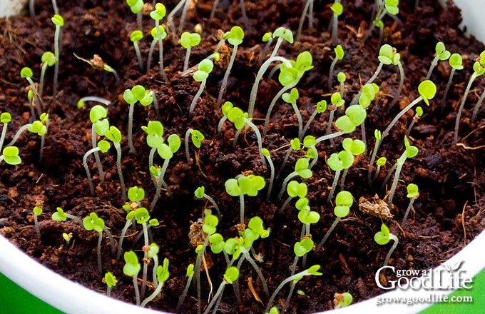 closeup of thyme seeds sprouting