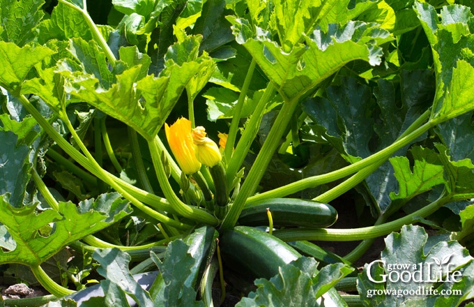 zucchini plant in the garden