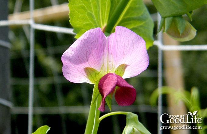 Close up of a pea blossom.