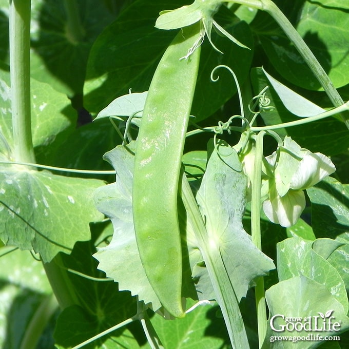 Snow peas ready to harvest.