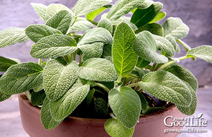 Close up of a young sage plant in a pot.