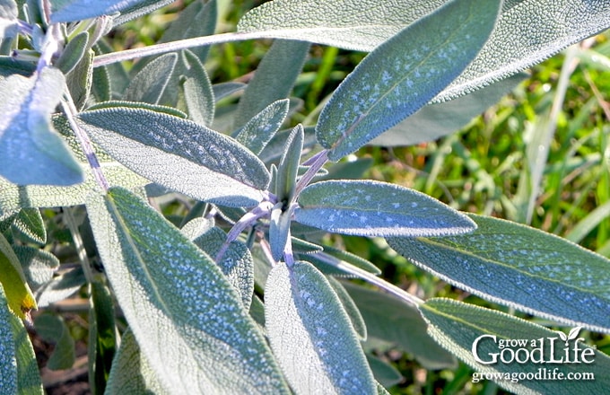 Hardy sage leaves with frost crystals.