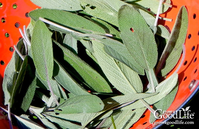 Sage harvest in a red colander.