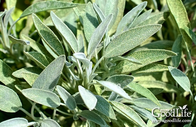 Healthy sage plants in the garden.