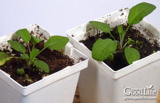 Two sage seedlings in pots.