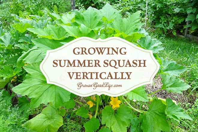 Summer Squash are among the easiest and most productive plants to grow in the garden. They are fun to grow too since there are so many different shapes, colors, and varieties. Often times I find myself trying to squeeze in more varieties than I have room for in the garden.