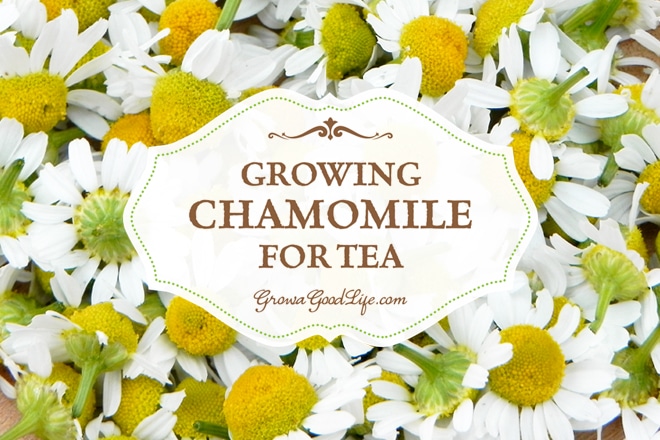 How to Grow Chamomile for Tea | Grow a Good Life