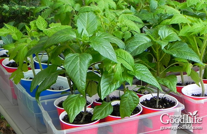 peppers and tomatoes hardening off outside in the shade