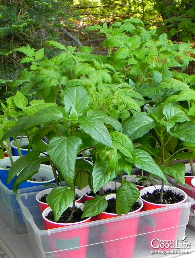 young pepper and tomato seedlings on a table outside in the shade