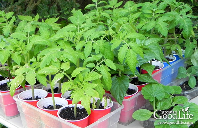 Tomato plants hardening off outdoors in the shade.