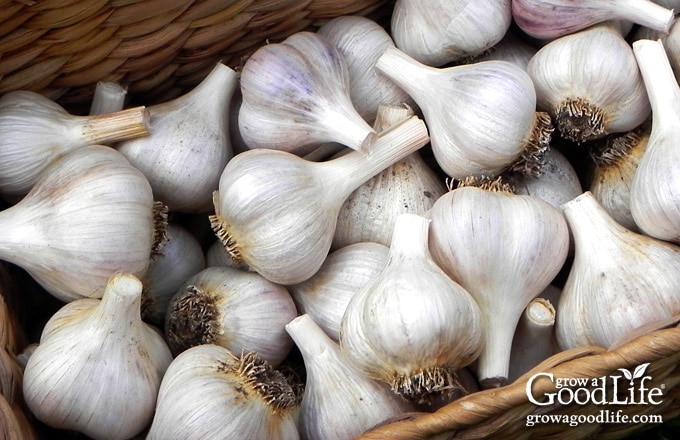 Basket of cured garlic ready for storing