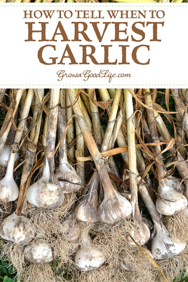 Since the garlic bulbs are under ground, it is difficult to tell when the garlic is ready to harvest. Read on for tips to help you harvest garlic at the right time, plus how to cure and store garlic to enjoy all winter. 