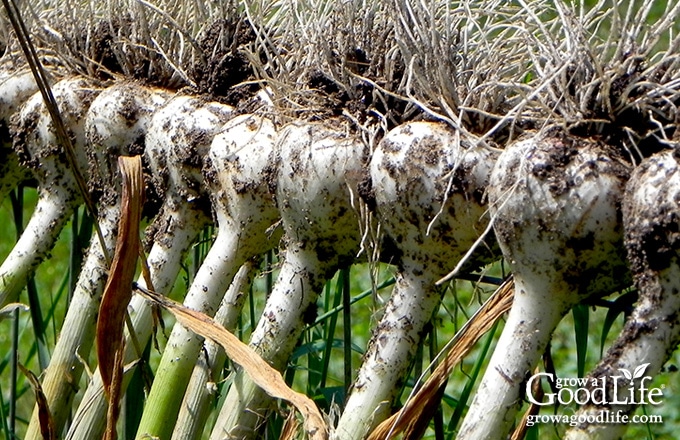 Freshly harvested garlic spread out in the shade