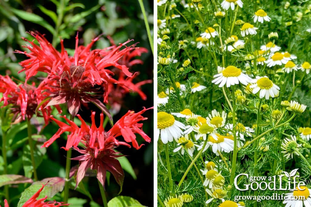 Bee balm and chamomile.