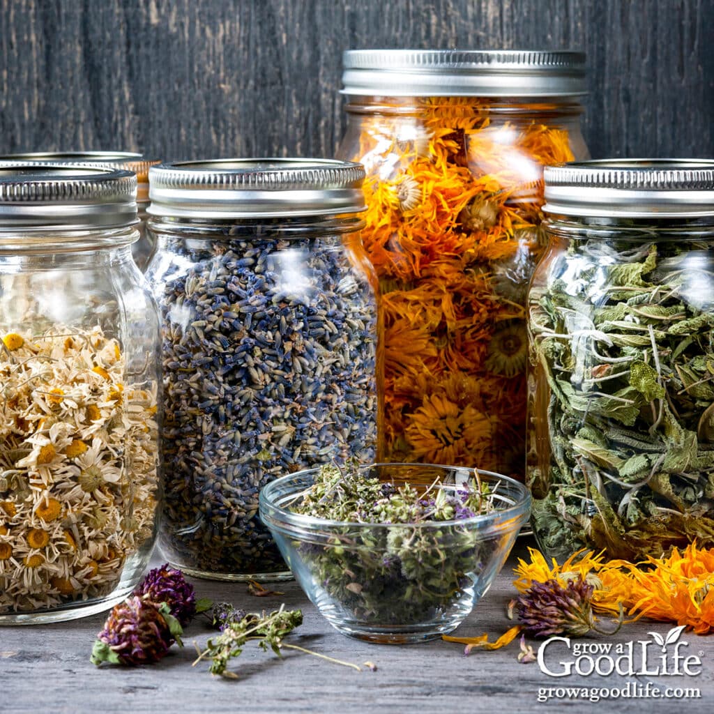 A collection of dried herbal tea in mason jars.