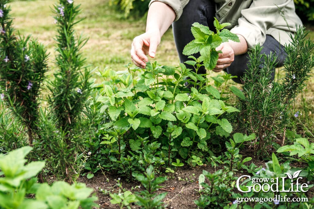 Picking lemon balm leaves in the herb garden.