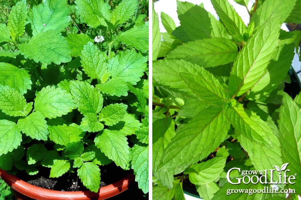 Lemon Balm and Mint