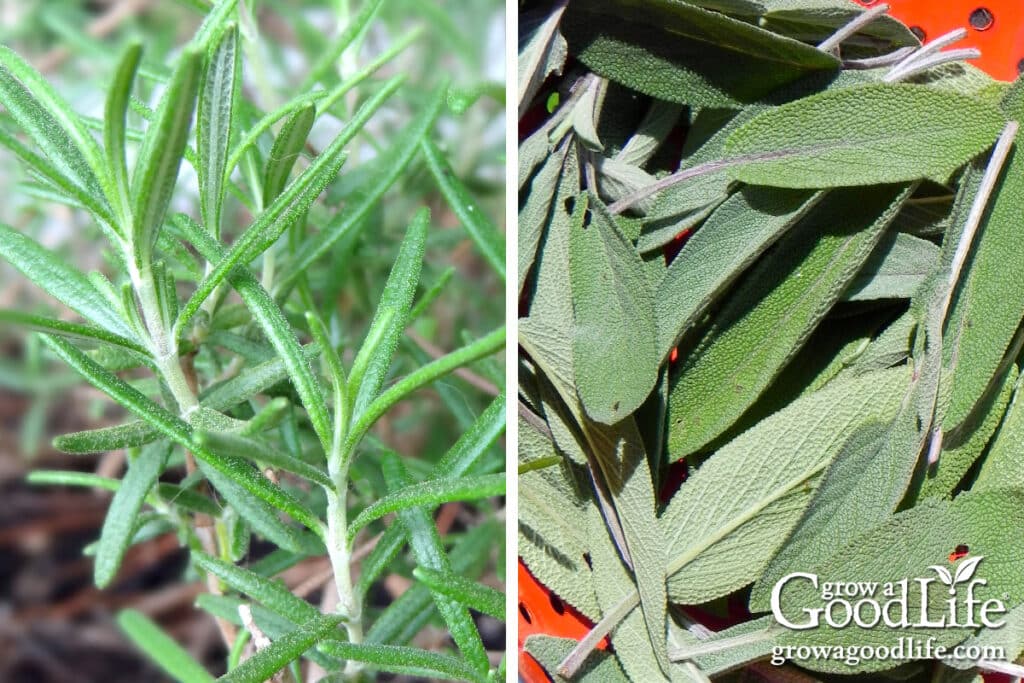 Rosemary and sage foliage.