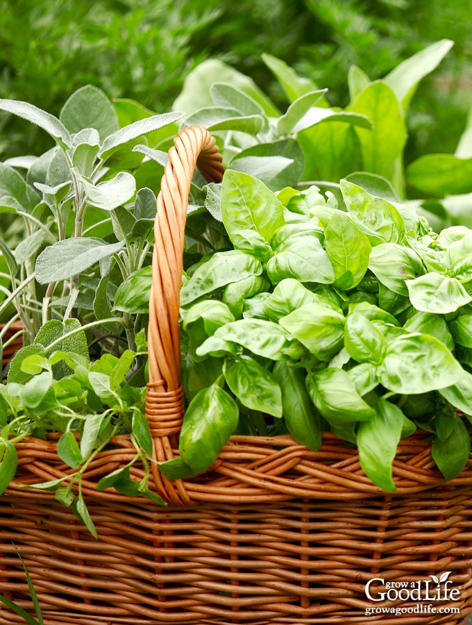 harvest basket with freshly harvested herbs