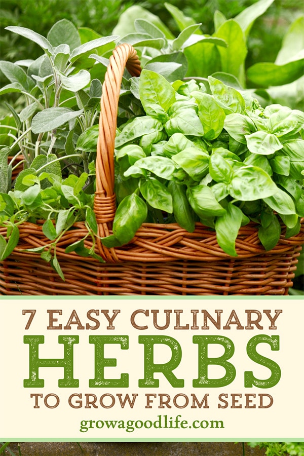 fresh herb harvest in a basket