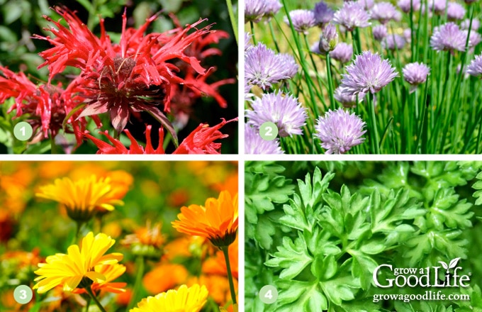 collage showing bee balm, chives, calendula, and chervil plants