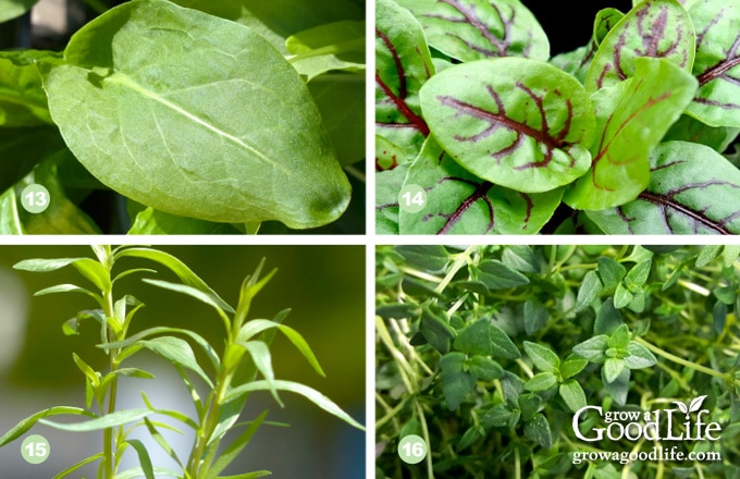 collage photo showing sorrel, red veined sorrel, tarragon, and thyme