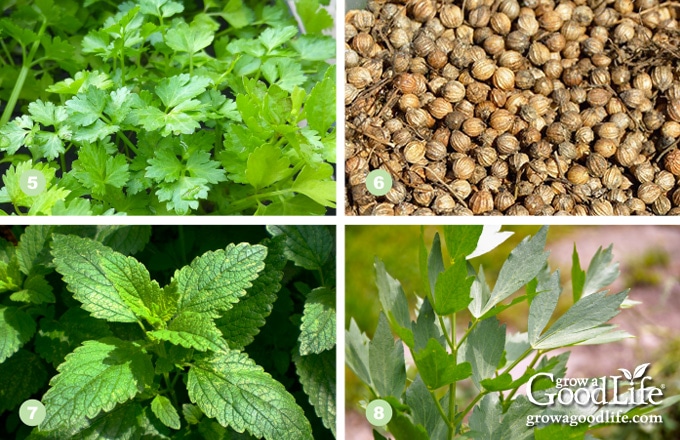 collage photo showing cilantro, coriander, lemon balm, and lovage