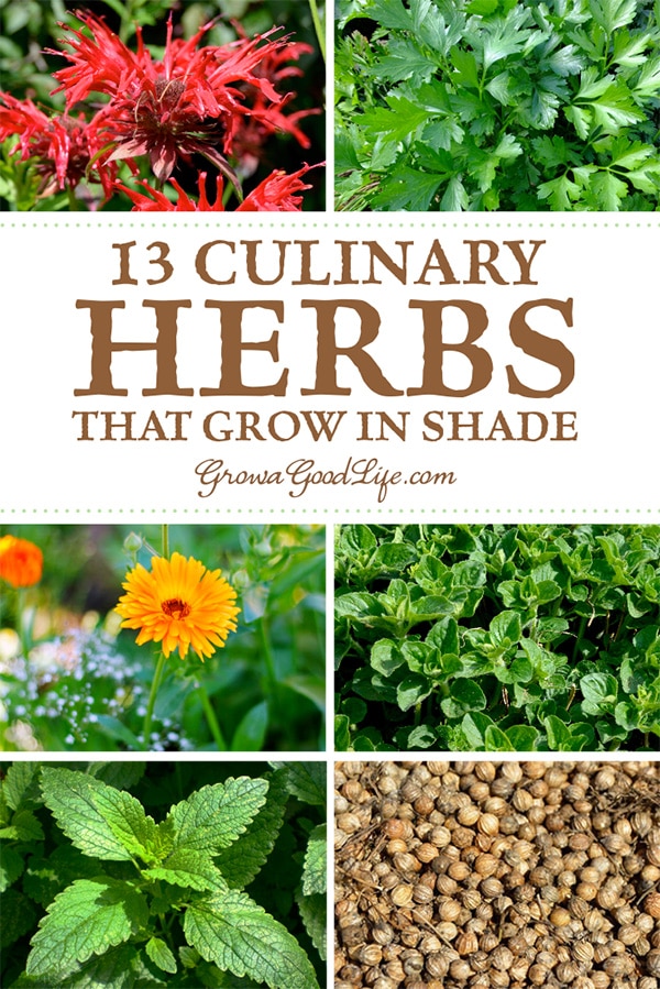 If you are growing an edible landscape, you may wonder how to take advantage of the shady spots near buildings or around trees. Shady areas in your yard may be the perfect spot to plant herbs. Here are 12 culinary herbs that grow in partial shade.