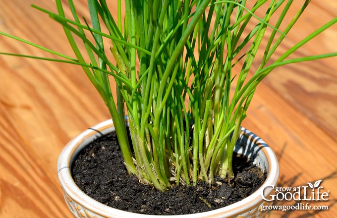 newly potted up chive plant