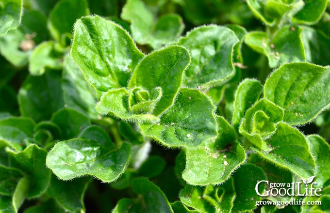 closeup of oregano herb