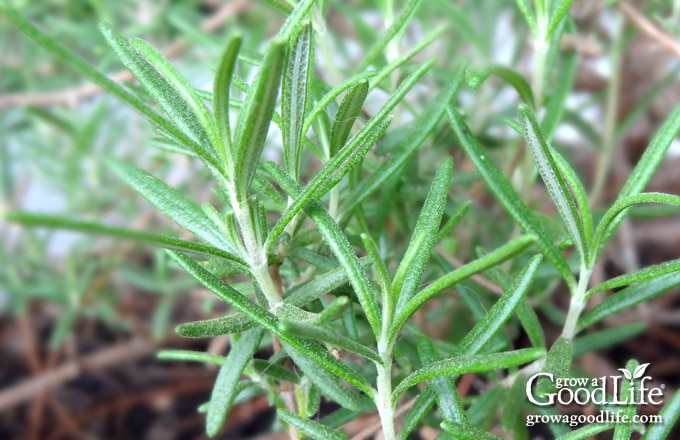 close up image of rosemary