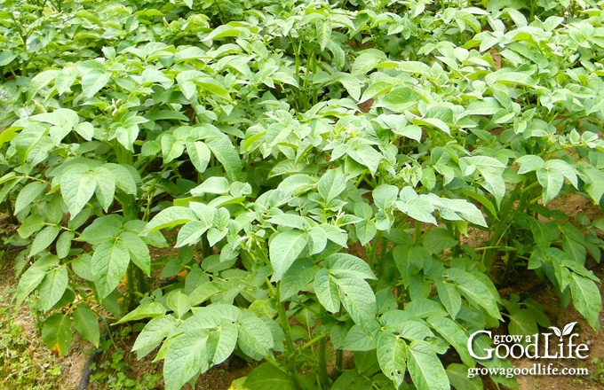 potato plants mulched with straw