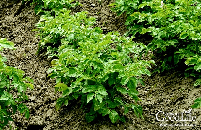 Growing potatoes using trench and hill method involves digging trenches, planting seed potatoes, and hilling the potato plants as they grow. This is the traditional method of growing potatoes that farmers have used for centuries only scaled down for the backyard garden.