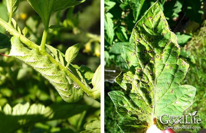 Tomato hornworm and spotted tomato leaf.