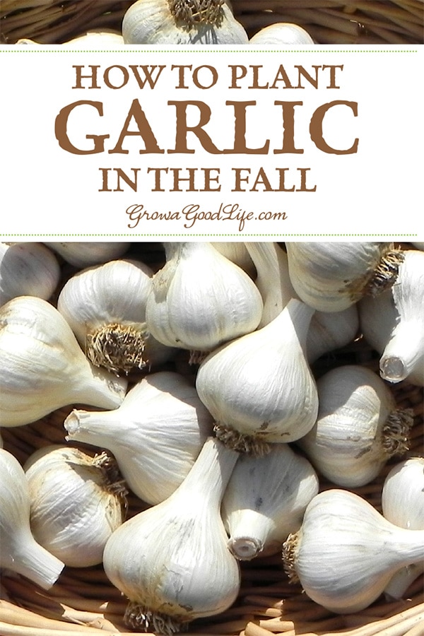 Garlic is one of the easiest crops you can grow in your garden. It is a long season crop with a unique growing pattern compared to other garden crops. Garlic is planted in fall in order to give it a head start and enough time to produce a larger bulb.