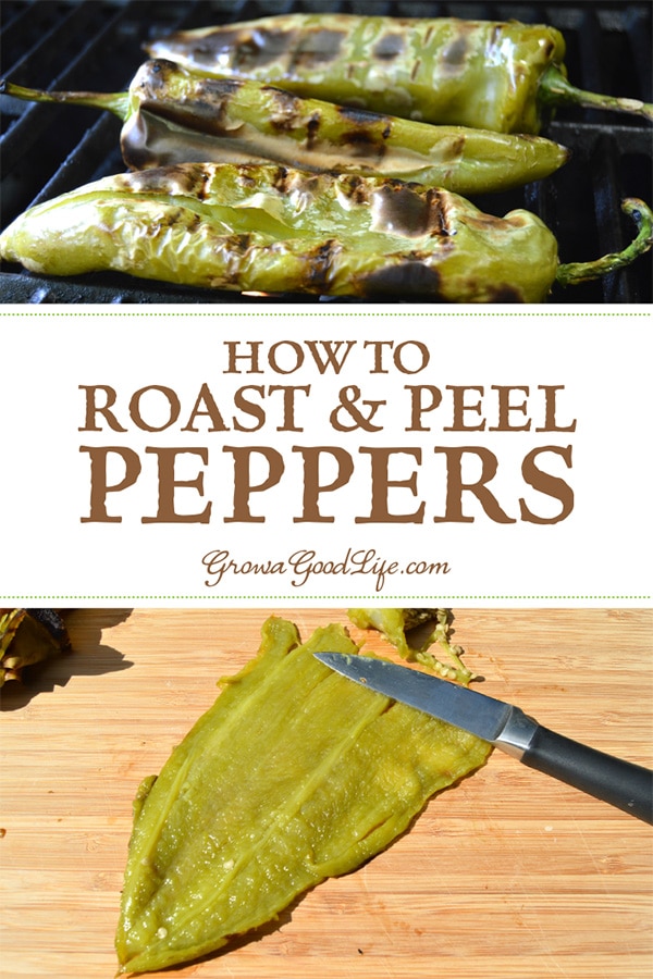 Roasting enhances the sweetness of the pepper and adds a nice smoky char depth. Roasted and peeled chile peppers can be used in your favorite recipes right away or frozen for later.