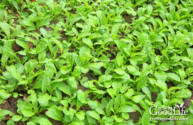 closeup of radish greens used as a cover crop in the garden