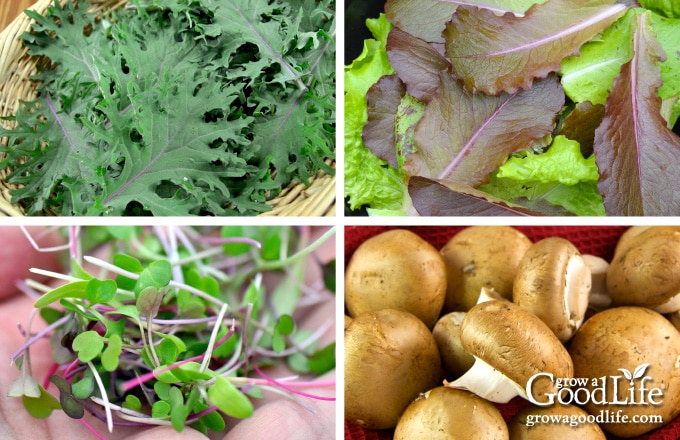 kale lettuce microgreens and mushrooms