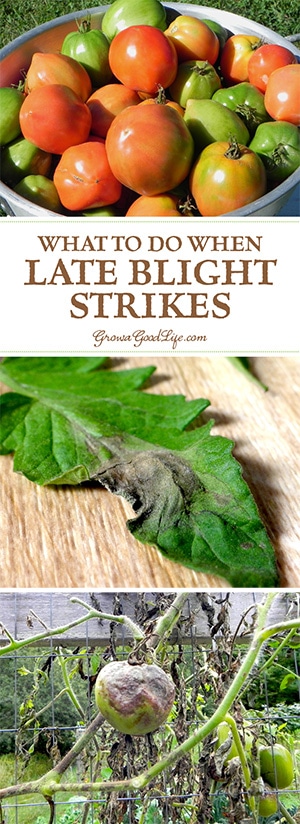 Late blight is not a treatable disease and it will kill your plants. In addition, late blight is highly communicable disease that is carried on wind and will infect other gardens and farms within a 50-mile radius. So it is important to destroy infected plants once you confirm you have late blight.