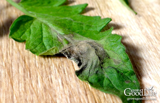 Late blight is not a treatable disease and it will kill your plants. In addition, late blight is highly communicable disease that is carried on wind and will infect other gardens and farms within a 50-mile radius. So it is important to destroy infected plants once you confirm you have late blight.