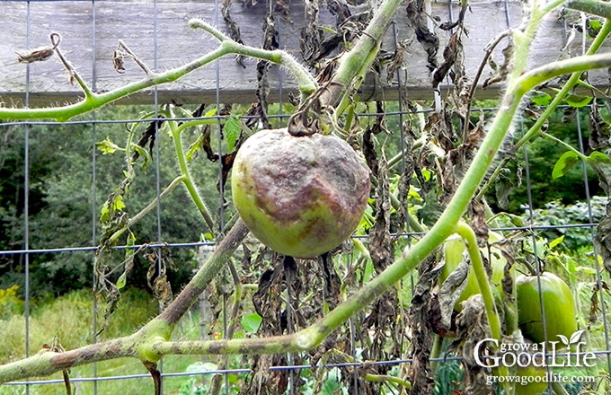 Late blight is not a treatable disease and it will kill your plants. In addition, late blight is highly communicable disease that is carried on wind and will infect other gardens and farms within a 50-mile radius. So it is important to destroy infected plants once you confirm you have late blight.