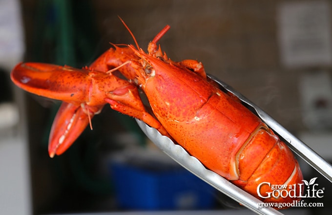 cooked lobster being removed from the pot with tongs