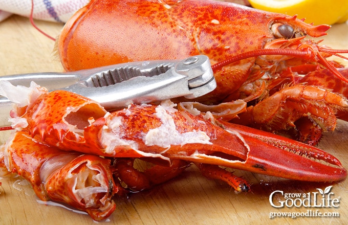 extracting meat from lobster claws