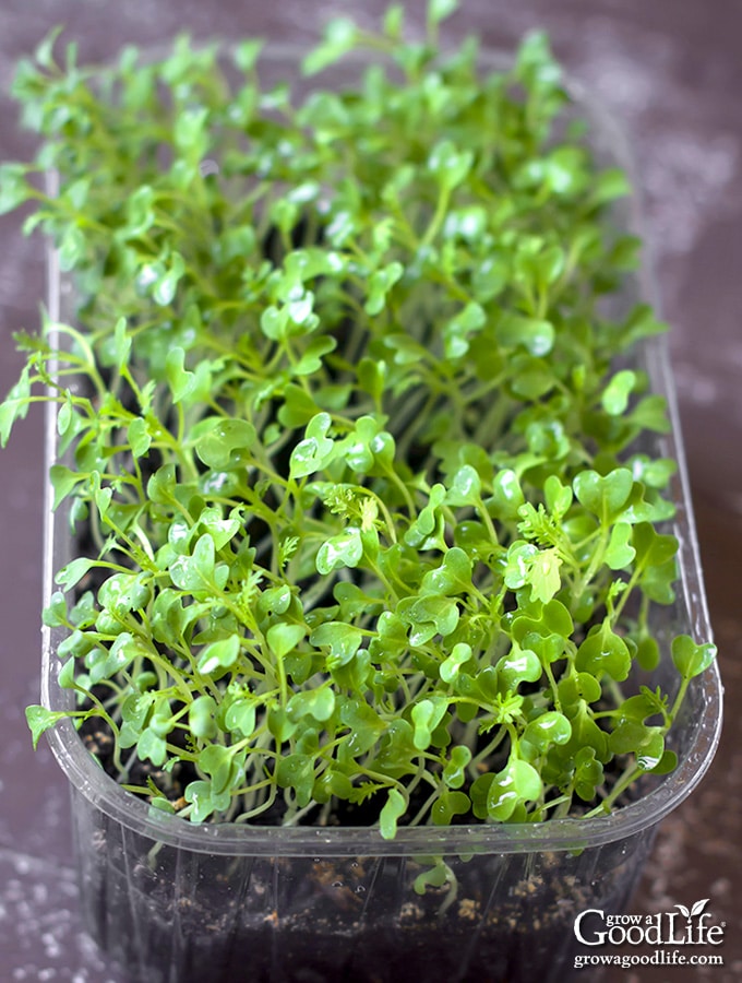 recycled bakery container growing microgreens